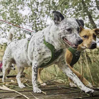 Hurtta Hundegeschirr Weekend Warrior ECO 2 Peacock-türkis 55-70