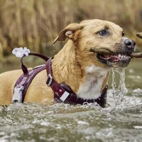 Hurtta Weekend Warrior Harness II – Hundegeschirr Eggplant-violett 65-80