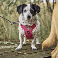 Hurtta Weekend Warrior Harness II – Hundegeschirr Eggplant-violett 65-80