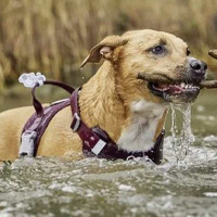 Hurtta Hundegeschirr Weekend Warrior ECO 2 Eggplant-violett 75-100