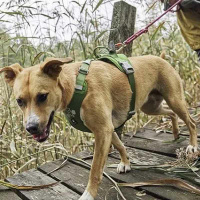 Hurtta Hundegeschirr Weekend Warrior ECO 2 Parsley-grün 40-45