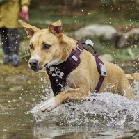 Hurtta Hundegeschirr Weekend Warrior ECO 2 Parsley-grün 55-70