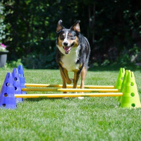 FitPAWS Hurdle Set - Flexible Hürden für Agility & Training