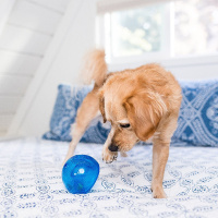 Planet Dog Orbee-Tuff Lil Snoop ca.10cm royal blau