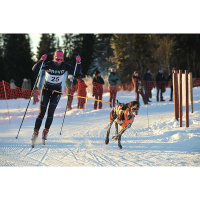 Non-stop dogwear Laufgurt Leinengurt Loype Belt PRO S  68-100cm