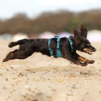 Non-stop dogwear Ramble LONG Brustgeschirr Hundegeschirr teal S