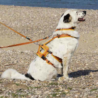 AnnyX Steck Halsband Fun schwarz blau 4