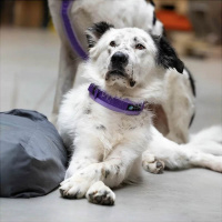 AnnyX Steck Halsband Fun oliv orange 7