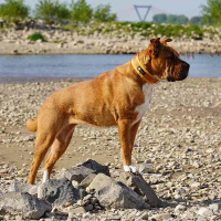 AnnyX Steck Halsband Fun grau eisblau 4