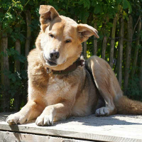 AnnyX Zugstopp Halsband Fun sonnenhut 2