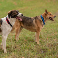 AnnyX Zugstopp Halsband Fun sonnenhut 6