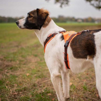 AnnyX Brustgeschirr Protect Suchhund leuchtgelb grau S