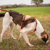 AnnyX Brustgeschirr Protect Suchhund leuchtorange braun XS