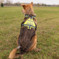AnnyX Brustgeschirr Protect Suchhund leuchtorange braun XS