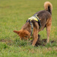 AnnyX Brustgeschirr Protect Suchhund leuchtorange braun M