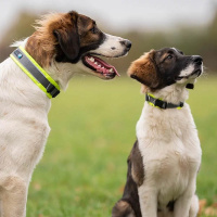 AnnyX Halsband Protect leuchtorange braun 6