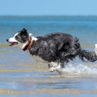 AnnyX Halsband Protect leuchtgelb grau 2