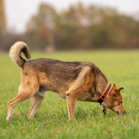 AnnyX Halsband Protect leuchtgelb grau 4