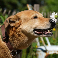 AnnyX Zugstopp Halsband Protect leuchtgelb grau 2