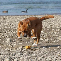 AnnyX Futterbeutel neonorange XXS