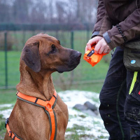 AnnyX Futterbeutel neonorange XS