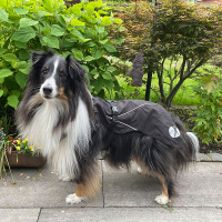 Annyx Mantelgeschirr FUN schwarz 43 - S