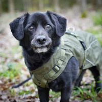 Annyx Mantelgeschirr FUN schwarz 64 - M