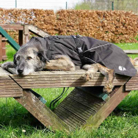 Annyx Mantelgeschirr FUN oliv 37 - XS