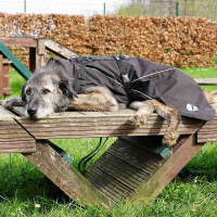 Annyx Mantelgeschirr FUN oliv 56 - M