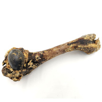 Wildschweinknochen schonend getrocknet