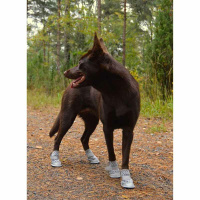 RUKKA Pets Schuhe Sommerschuhe LIGHT PATH  hellgrau 4er Pack 3 | 50 mm