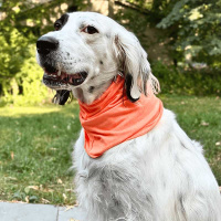 Goldpaw UV Sun Shield Snood Halstuch Sonnenschutz LSF 50+