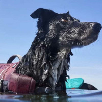 Hurtta Schwimmweste life savior eco Eggplant violett XL | 30-40kg