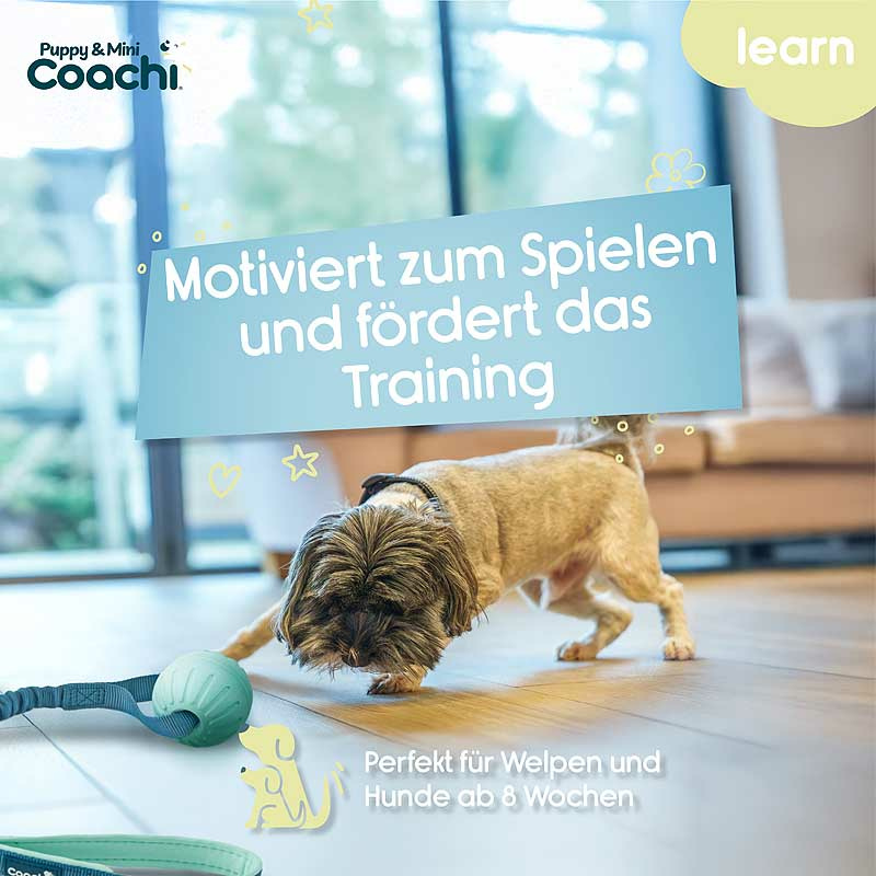 COACHI Puppy Mini Tuggi Ball mit Bungee für Welpen