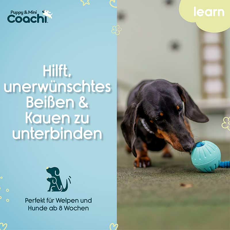 COACHI Puppy Mini Tuggi Ball mit Bungee für Welpen