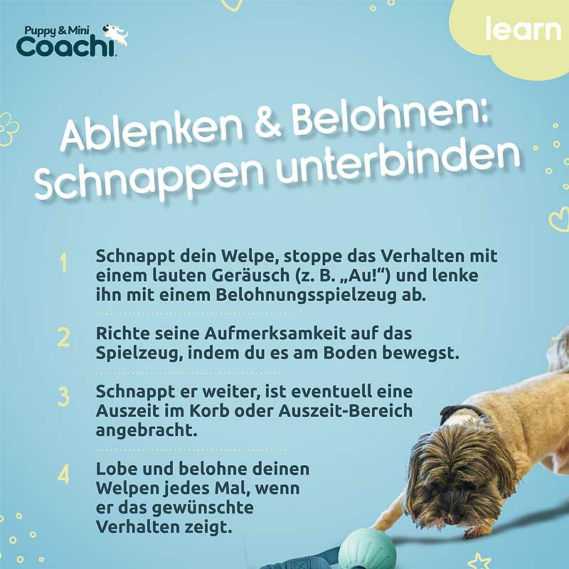 COACHI Puppy Mini Tuggi Ball mit Bungee für Welpen