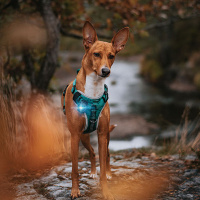 Orbiloc Safety Light helles Hundelicht Sicherheitslicht wasserdicht WEIß