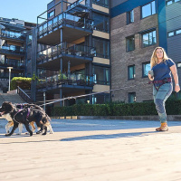 Non-stop dogwear Trekking belt Wandern Gurt Bauchgurt 2.0 lila-violett M  85-138 cm