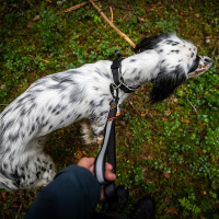 Non-stop dogwear Leine Touring Bungee adjustable verstellbar schwarz 23 mm