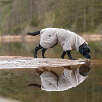 Non-stop dogwear Drying Coat Bademantel für Hunde sand-creme 40
