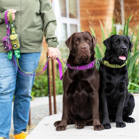 Dog Copenhagen Leine Führleine Urban Trail V3 Desert Dune braun L