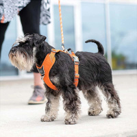 Dog Copenhagen Comfort Walk Pro V3 Geschirr Lemon gelb XL