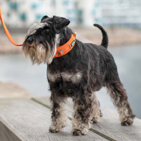 Dog Copenhagen Halsband Urban Explorer V3 Desert Dune braun L/XL