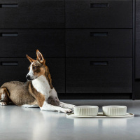 Dog Copenhagen Kronborg Bowl Futternapf Wassernapf Caffe-latte S