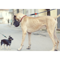 WAW Ruckdämpfer Easy Dog Walk für Hundeleinen orange M | 11-15KG