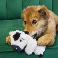 KONG Comfort Tykes weiche Bauernhof Tiere  für Hunde