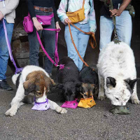 AnnyX Napf to go in Oliv