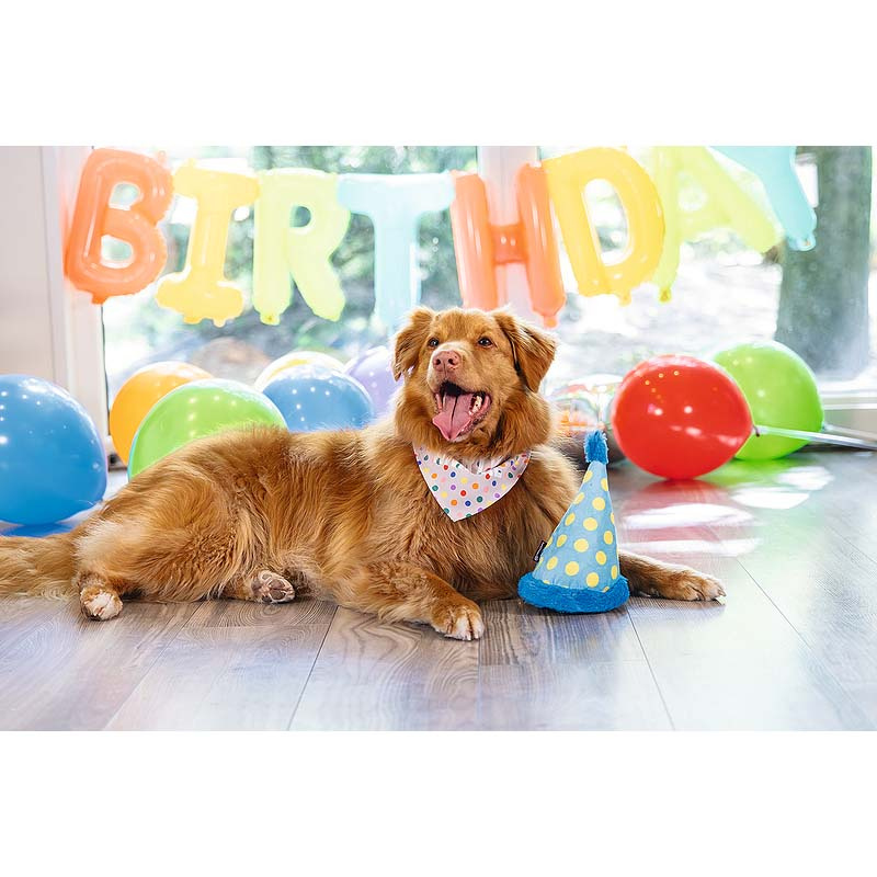 Beeztees Partyhut das Spielzeug für Geburtstag Birthday