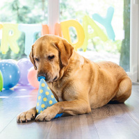 Beeztees Partyhut das Spielzeug für Geburtstag Birthday