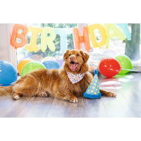 Beeztees Partyhut das Spielzeug für Geburtstag Birthday